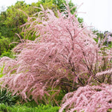 Catina Rosie (Tamarix Ramosissima) Rubra - VERDENA-60-80 cm inaltime, livrat in ghiveci de 4 l