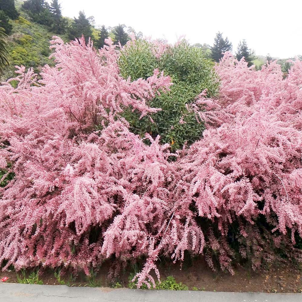 Catina Rosie (Tamarix Ramosissima) Rubra - VERDENA-60-80 cm inaltime, livrat in ghiveci de 4 l