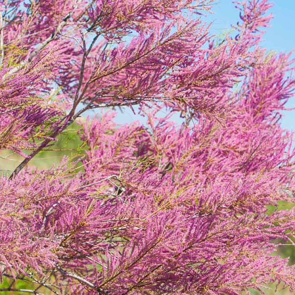 Catina Rosie (Tamarix Ramosissima) Rubra - VERDENA-60-80 cm inaltime, livrat in ghiveci de 4 l