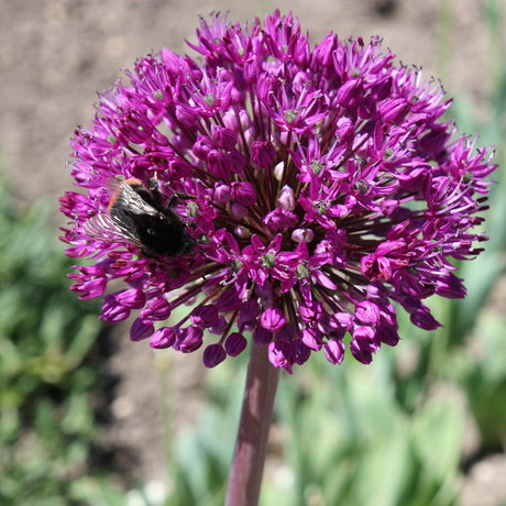 Bulbi Ceapa ornamentala (Allium) Aflatunense (Hollandicum) (5 bucati/pachet), 12-14 cm la livrare