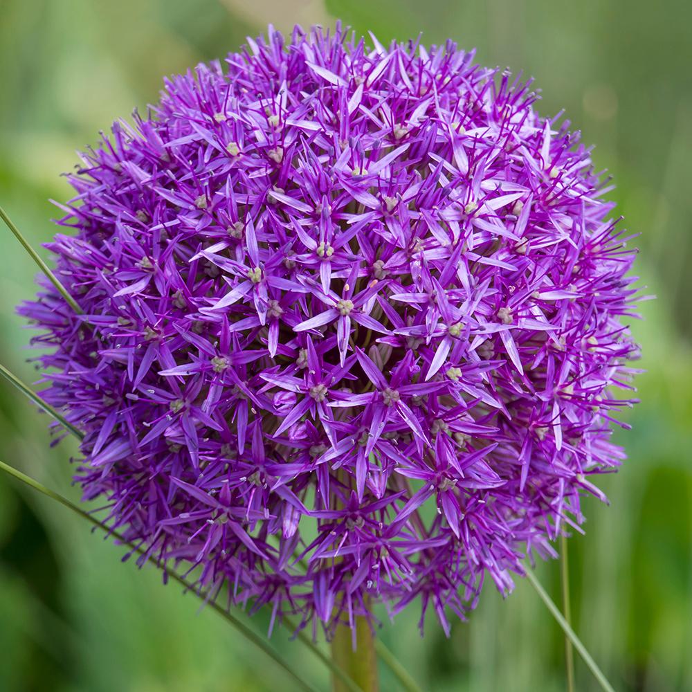 Bulbi Ceapa ornamentala (Allium) Purple Sensation (5 bucati/pachet), 10-12 cm la livrare