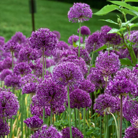 Ceapa Ornamentala Allium Purple Sensation, cu flori sferice violet intens