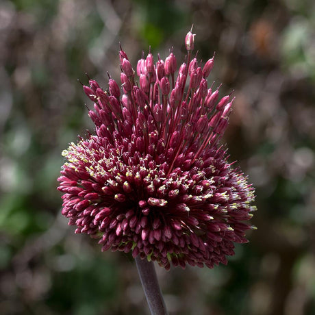 Bulbi Ceapa ornamentala (Allium) Red Mohican (5 bucati/pachet), 10-12 cm la livrare
