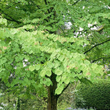 Cercis chinensis Melon Beauty - VERDENA-60 - 80 cm inaltime livrat in ghiveci de 7.5 L