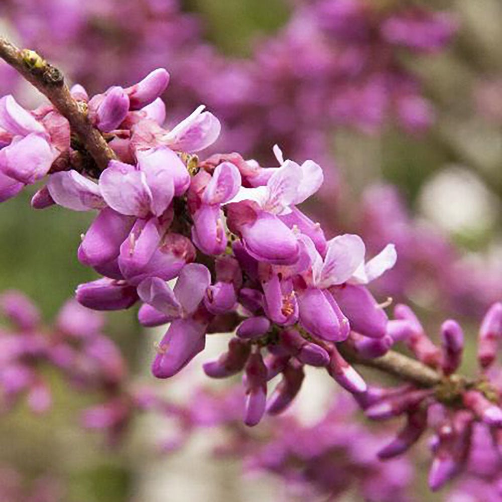 Cercis chinensis Melon Beauty - VERDENA-60 - 80 cm inaltime livrat in ghiveci de 7.5 L