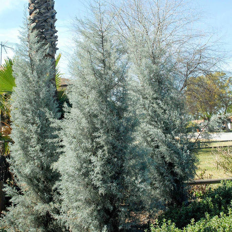 Chiparos argintiu de Arizona, gard viu vesnic verde