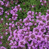 Cimbrisor violet Purple Beauty, tarator, intens aromat - VERDENA-livrat in ghiveci de 0.7 l