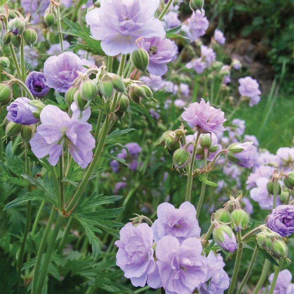Ciocul Berzei Geranium Cloud Nine, tarator, cu flori duble albastre-violet - VERDENA-livrat in ghiveci de 0.7 l