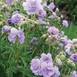 Ciocul Berzei Geranium Cloud Nine, tarator, cu flori duble albastre-violet - VERDENA-livrat in ghiveci de 0.7 l
