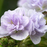 Ciocul Berzei Geranium Cloud Nine, tarator, cu flori duble albastre-violet