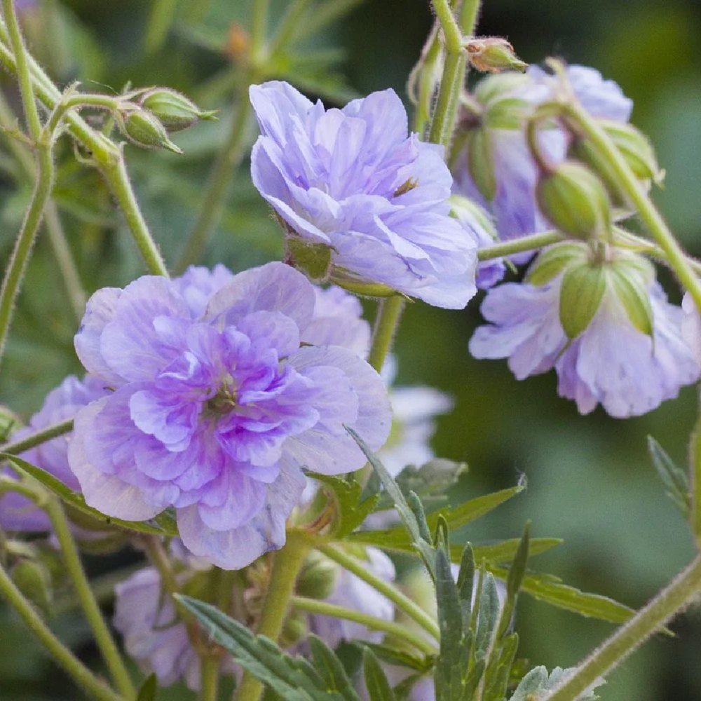 Ciocul Berzei Geranium Cloud Nine, tarator, cu flori duble albastre-violet