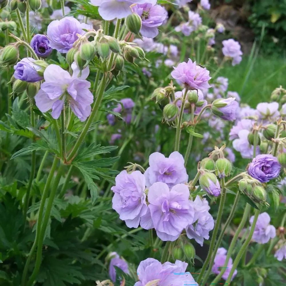 Ciocul Berzei Geranium Cloud Nine, tarator, cu flori duble albastre-violet - VERDENA-livrat in ghiveci de 0.7 l