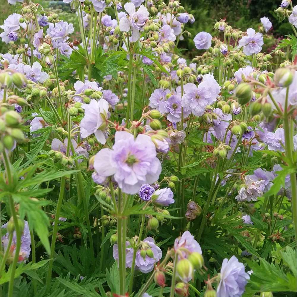 Ciocul Berzei Geranium Cloud Nine, tarator, cu flori duble albastre-violet