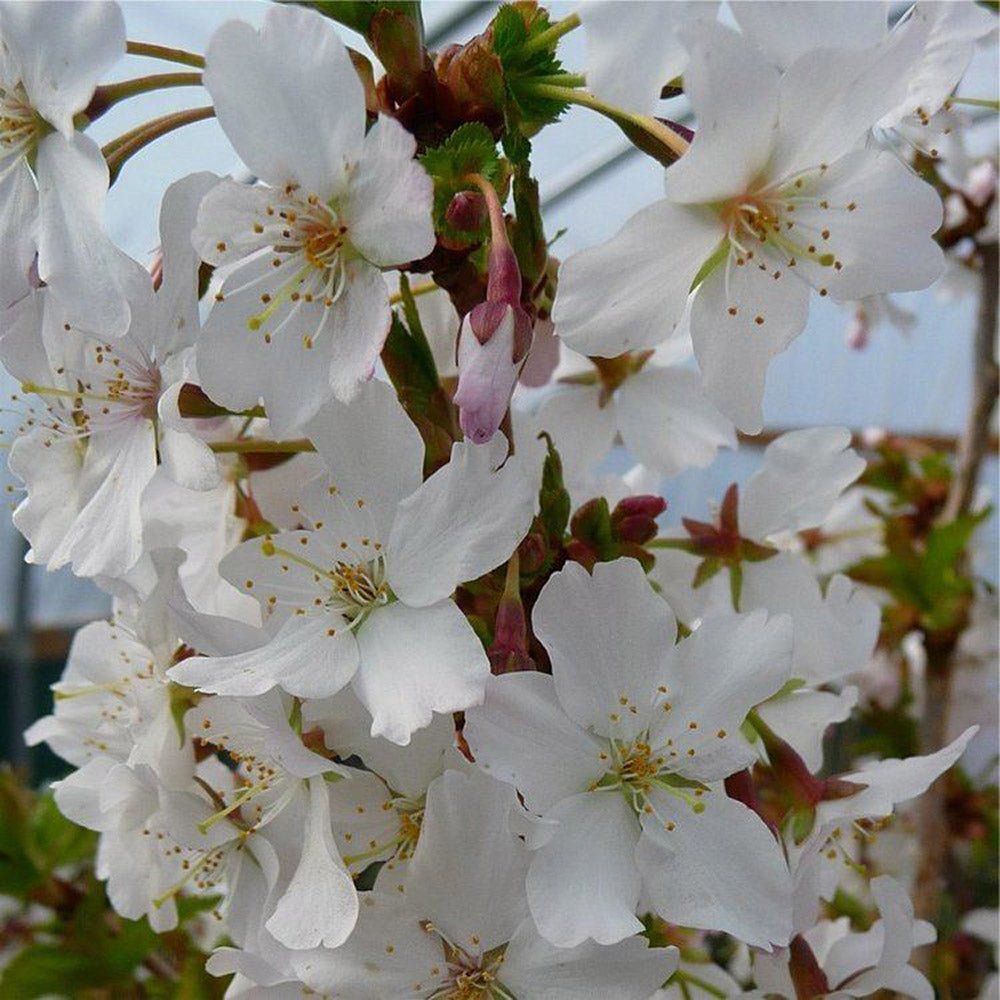 Cires Japonez alb Brillant, cu flori albe - VERDENA-Tulpina de 60 cm inaltime, livrat in ghiveci de 4 l