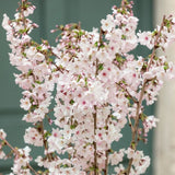 Cires Japonez alb Brillant, cu flori albe - VERDENA-Tulpina de 60 cm inaltime, livrat in ghiveci de 4 l