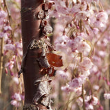 Cires japonez Kiku-shidare-zakura, Tulpina 60 cm inaltime, in ghiveci de 3L