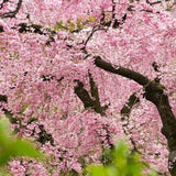 Cires Japonez plangator Kiku-Shidare-Zakura, cu flori roz duble - VERDENA-Tulpina de 80 cm inaltime, livrat in ghiveci de 5 l