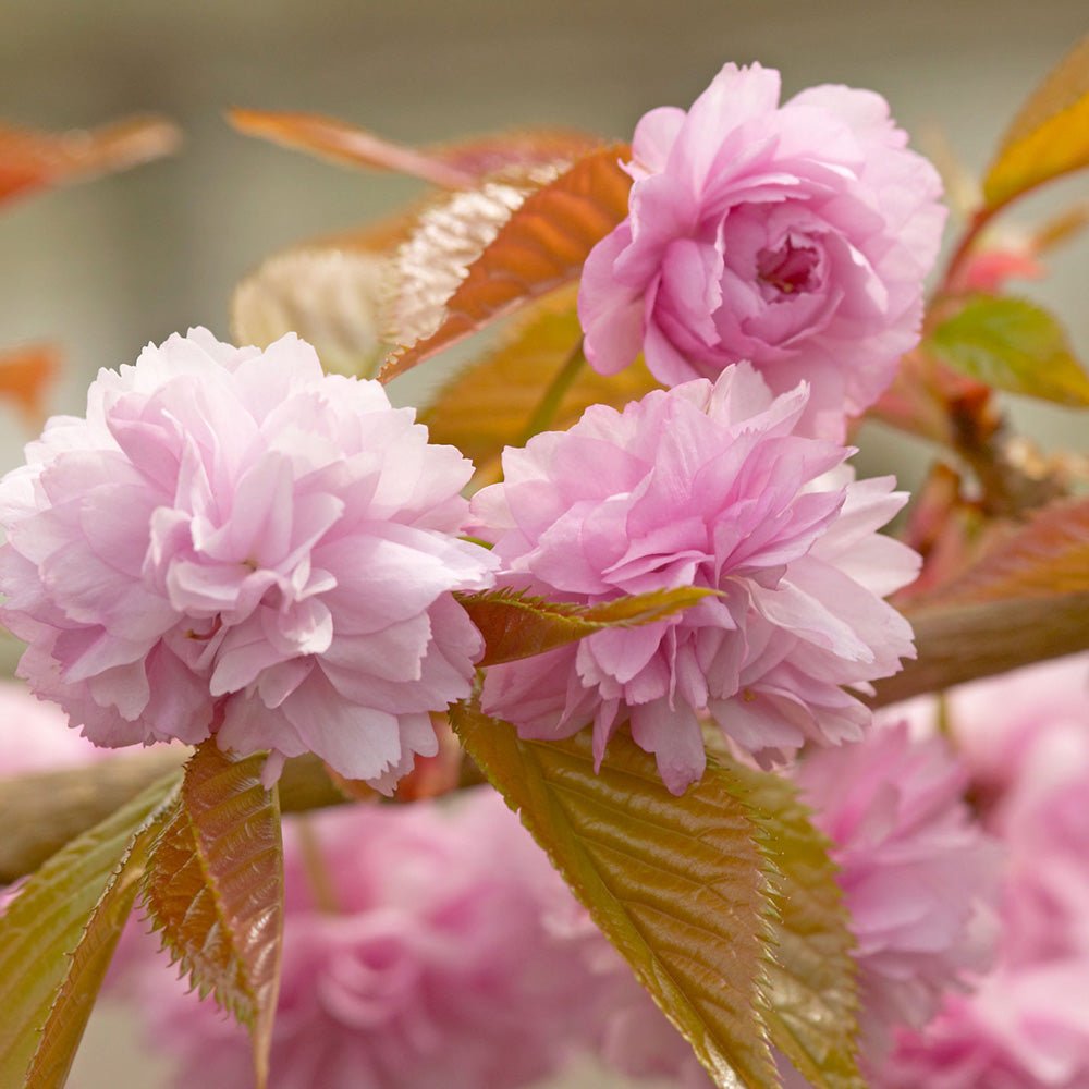 Cires Japonez plangator Kiku-Shidare-Zakura, cu flori roz duble - VERDENA-Tulpina de 80 cm inaltime, livrat in ghiveci de 5 l