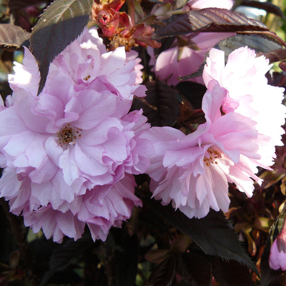 Cires Japonez Royal Burgundy, cu flori roz-burgundiu duble - VERDENA-Tulpina de 50 cm inaltime, livrat in ghiveci de 5 l