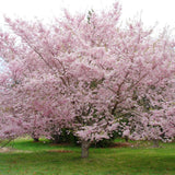 Cires Japonez roz Accolade - VERDENA-Tulpina de 180 cm inaltime, livrat in ghiveci de 10 l