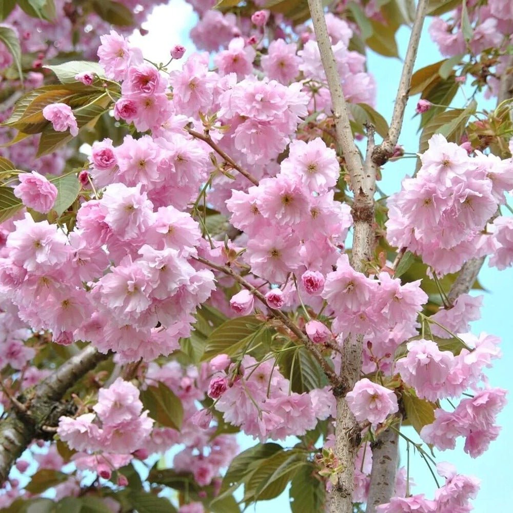 Cires Japonez roz Kanzan, cu flori roz-intens duble - VERDENA-Tulpina de 80-100 cm inaltime, livrat in ghiveci de 7.5 l
