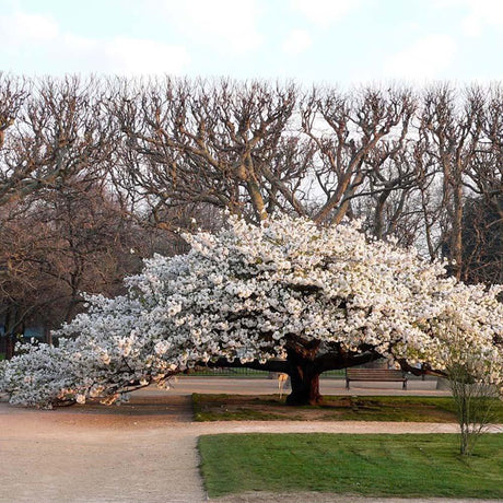 Cires Japonez Shirotae, cu flori roz-alb
