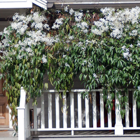 Clematis Armandii, cu Flori Albe, Cataratoare