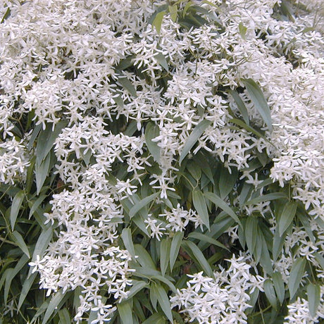 Clematis Armandii, cu Flori Albe, Cataratoare