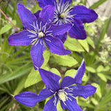 Clematis (Clematita) Rhapsody, cu flori albastre-violet, cataratoare - VERDENA-75 cm inaltime livrat in ghiveci de 3 l