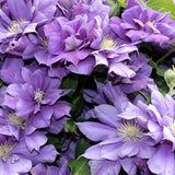 Clematis Esther, cu flori albastru-violet, Cataratoare - VERDENA-75 cm inaltime, livrat in ghiveci de 3 l