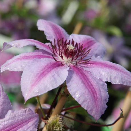 Clematis Girenas, 80- 100 inaltime, in ghiveci de 2L
