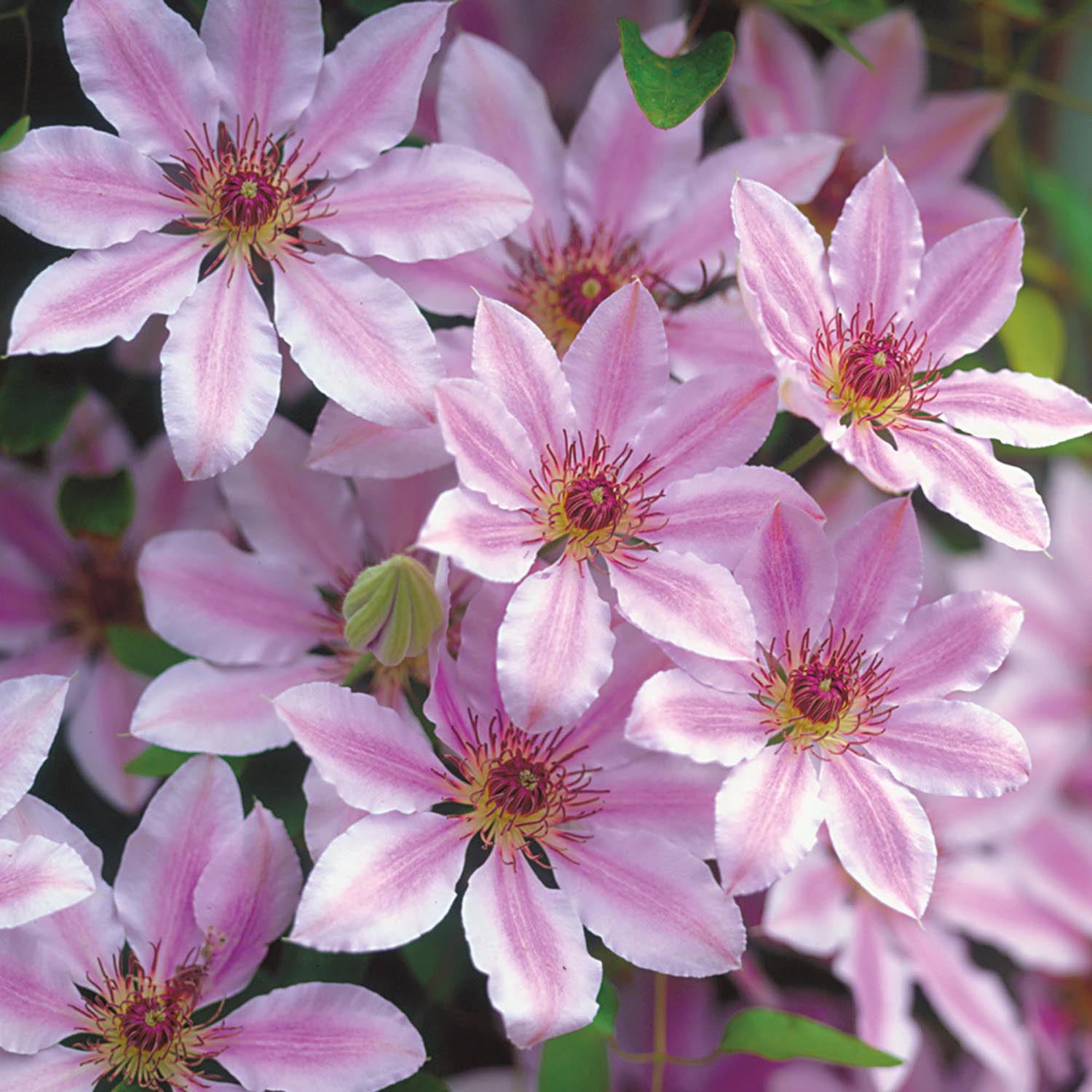 Clematis (Clematita) Nelly Moser | Verdena – VERDENA