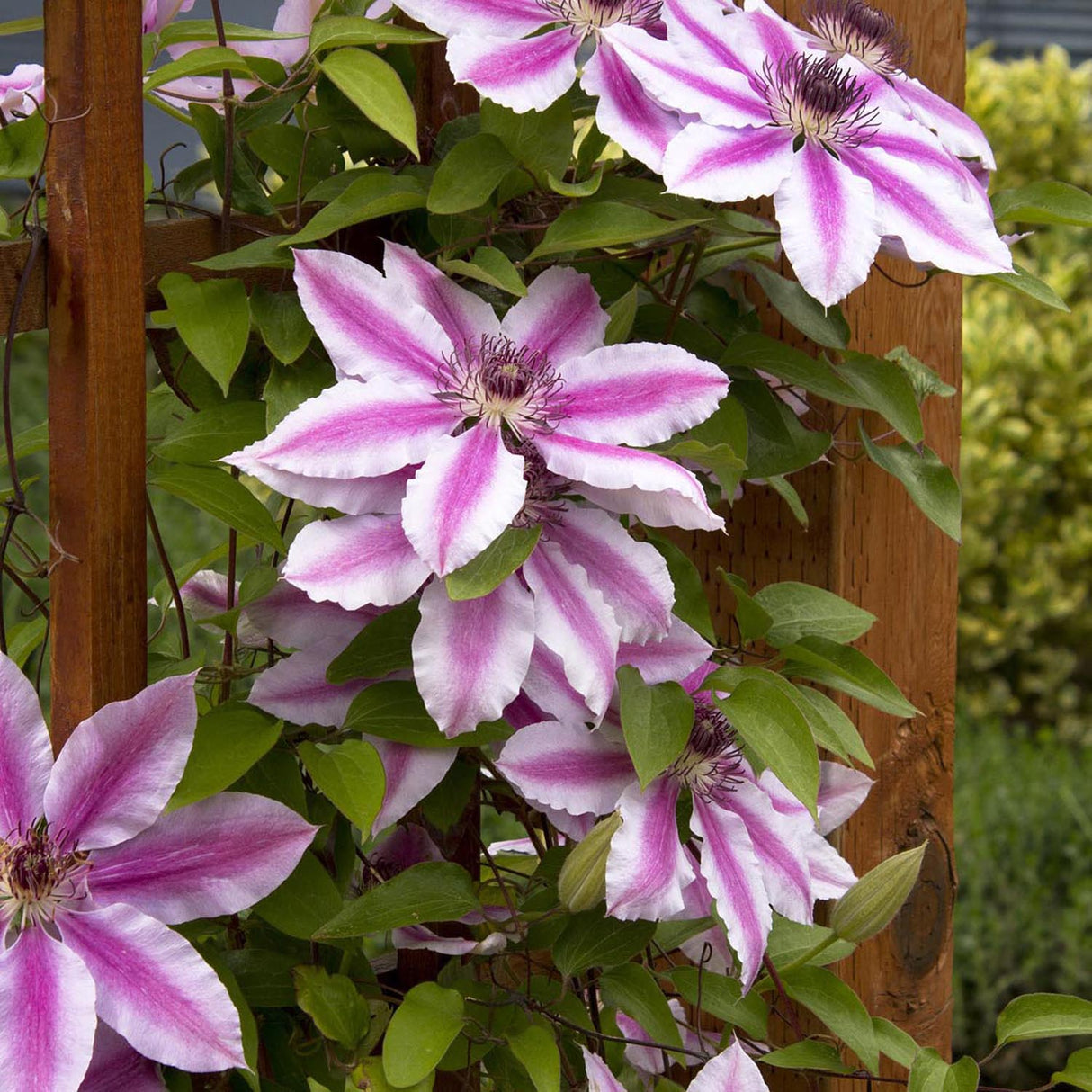 Clematis Hibrid Nelly Moser, 40-  60 inaltime, in ghiveci de 2L