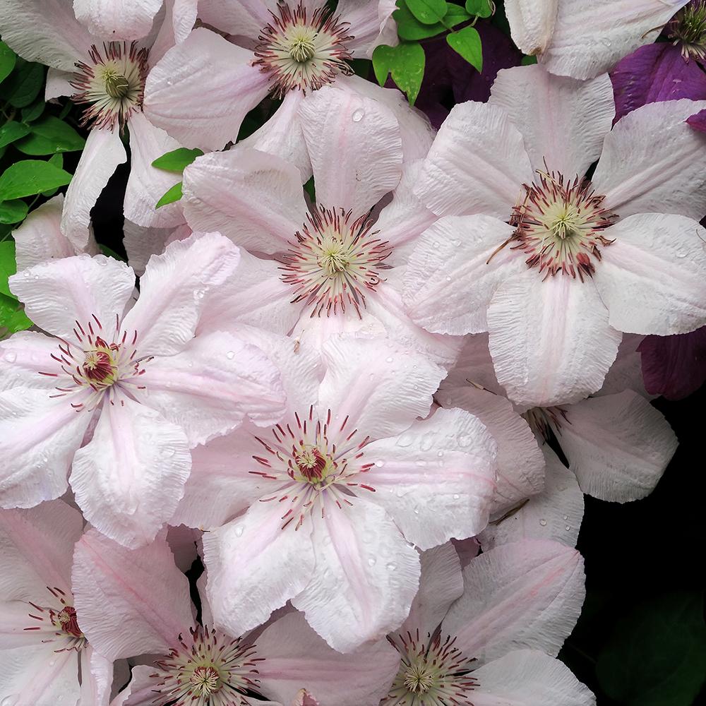 Clematis Hibrid Pink Fantasy, 80- 100 inaltime, in ghiveci de 2L