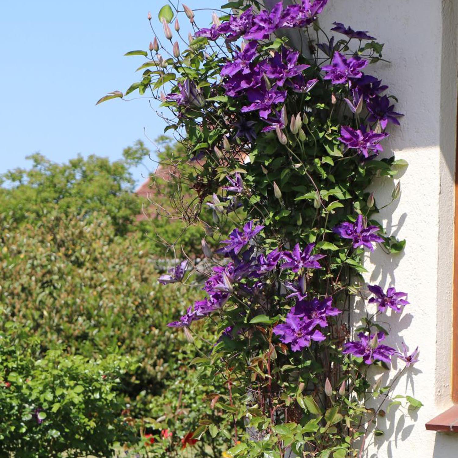 Clematis (Clematita) The President | Verdena – VERDENA