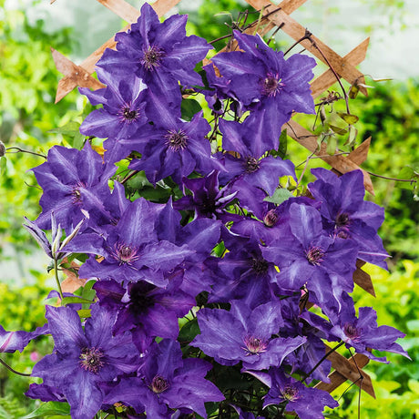 Clematis (Clematita) The President, cu flori violet, cataratoare