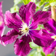 Clematis Hibrid Warzawska Nike, 40-  60 inaltime, in ghiveci de 2L