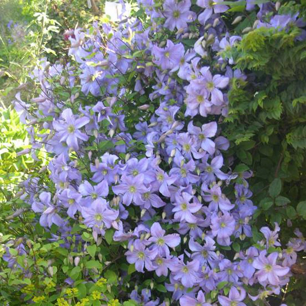 Clematis Prince Charles, cu Flori albastre-deschise, Cataratoare - VERDENA-