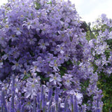 Clematis Prince Charles, cu Flori albastre-deschise, Cataratoare - VERDENA-