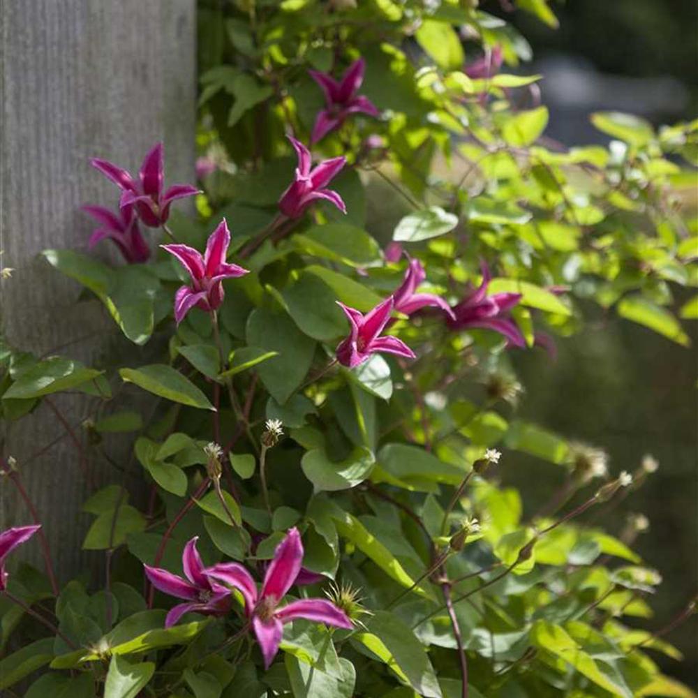 Clematis Princess Diana, 40-  60 inaltime, in ghiveci de 2L