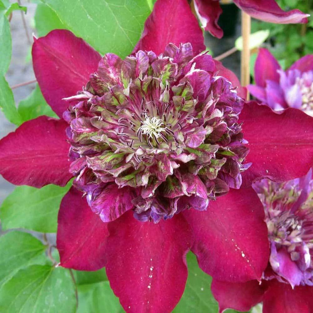 Clematis Temptation, 60 cm la livrare, in ghiveci de 2L