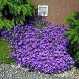 Clopotel (Campanula) Intense Purple - VERDENA-20-25 cm la livrare in ghiveci cu Ø 10.5 cm