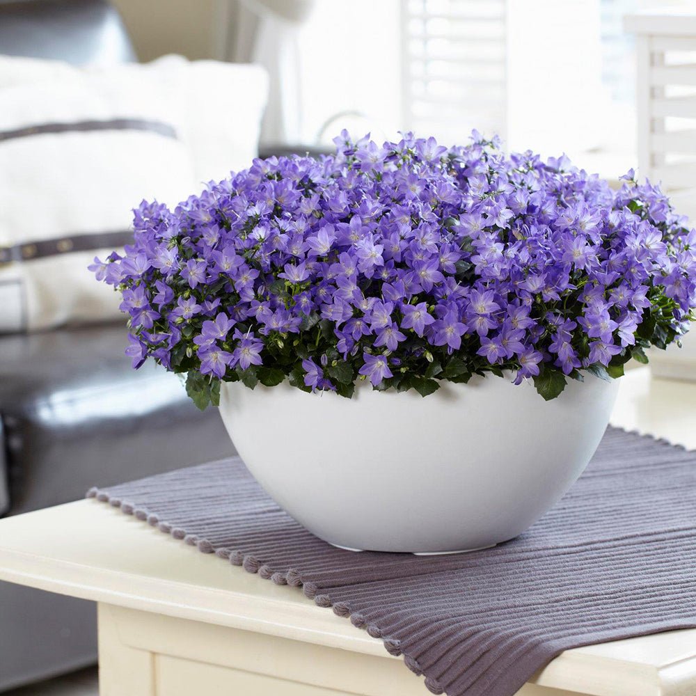 Black Friday - Reduceri Clopotel (Campanula) Spring Bell Promotie