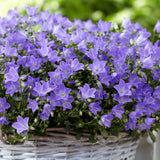 Black Friday - Reduceri Clopotel (Campanula) Spring Bell Promotie