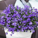 Black Friday - Reduceri Clopotel (Campanula) Spring Bell Promotie