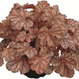 Clopotel purpuriu maro-caramel (Heuchera) Frosted Flame, acoperitor de sol