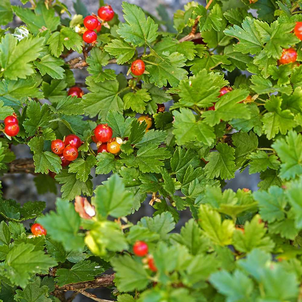 Cocacaz de Munte (Ribes Alpinum), gard viu, cu fructe rosii mici acrisor - VERDENA-60-80 cm inaltime, livrat in ghiveci de 3 l