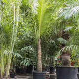 Cocotier (Cocos Nucifera) - 425 cm, livrat in ghiveci cu diametru de 70cm si 51cm inaltime
