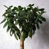 Copacul de Jad ( Crassula Magical Tree ) - 65 cm - VERDENA-65 cm la livrare, in ghiveci de Ø 32 cm