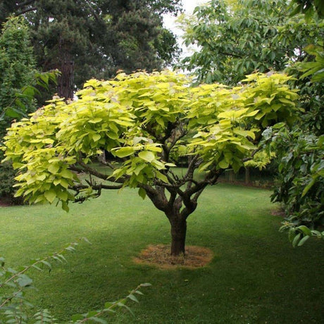 Copacul tigareta Aurea (Catalpa Nana), 40-50 cm la livrare